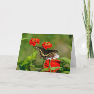 Greeting Card - Butterfly in Garden in Stowe