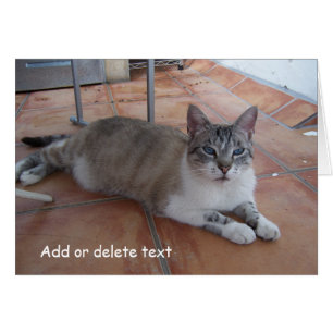 Greeting Card Cat Photography