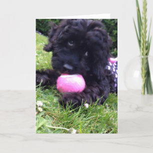 Greeting Card - Cockapoo Puppy