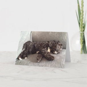 Greeting Card - Cockapoo Puppy