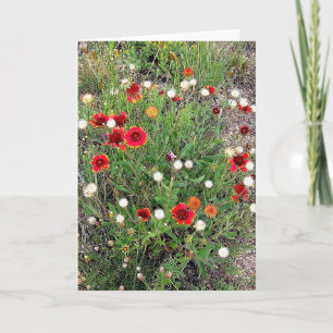 Greeting Card Colorado Wildflowers