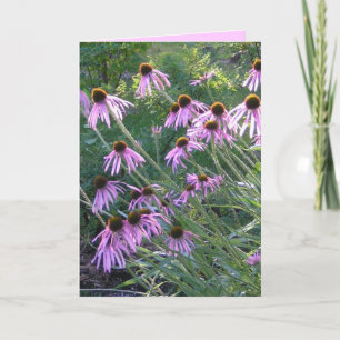 Greeting Card - Coneflowers