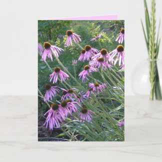 Greeting Card - Coneflowers