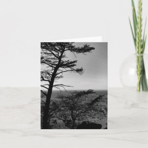 Greeting card Forest Nature Landscape Photograph 