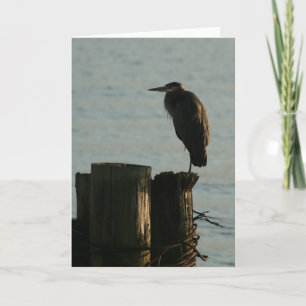Greeting Card:  Great Blue Heron Card