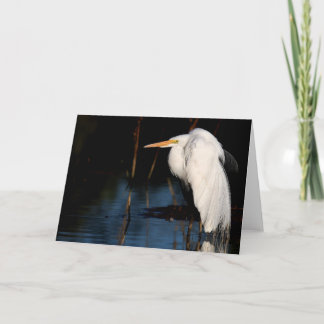 Greeting card - Great egret hunchback