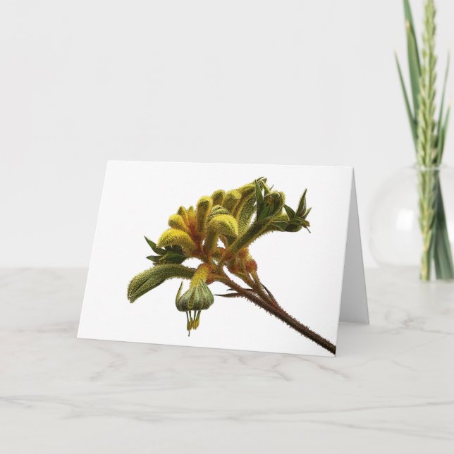 Greeting Card - Kangaroo Paw (Front)