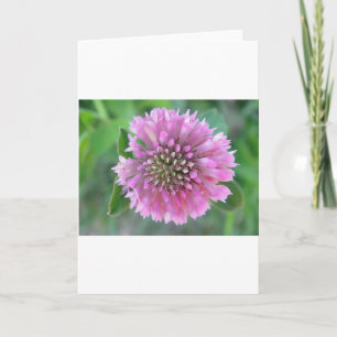 Greeting card pretty pink wildflower