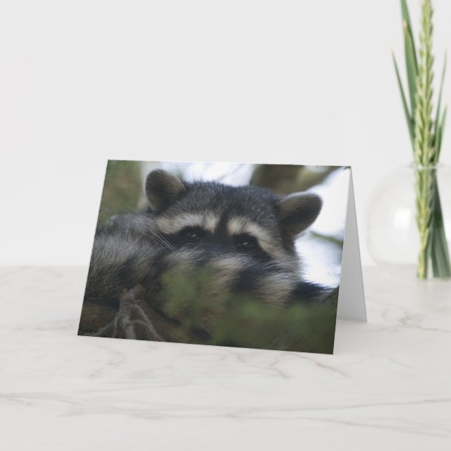 Greeting Card: Racoon Card (Front)