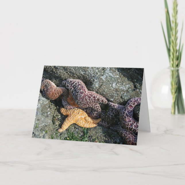 Greeting Card:  Starfish Card (Front)