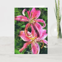 Greeting Card Stargazer Lilies