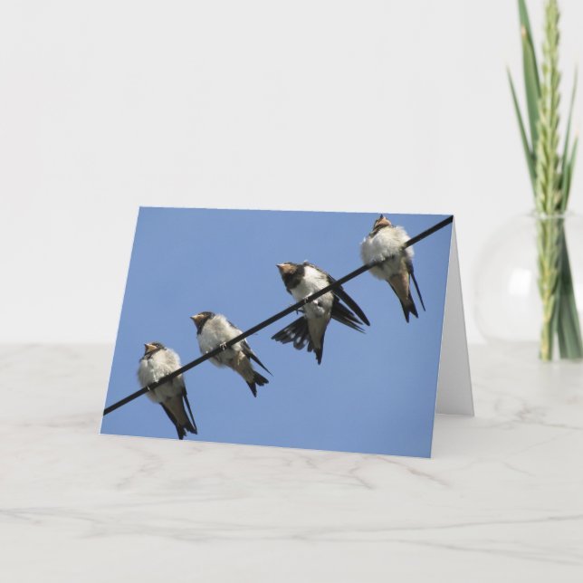 Greeting card : swallow chicks on a cable (Front)