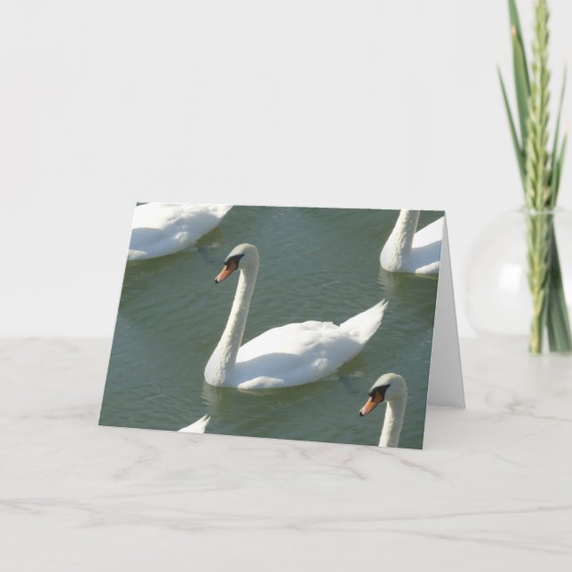 Greeting Card - Swans in Colour (Front)