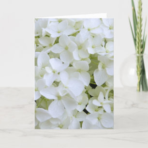 Greeting Card - White Hydrangea