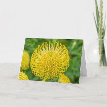 Greeting Card - Yellow Protea at Kirstenbosch