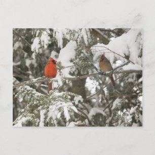 Greeting Cards