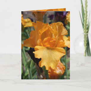 Greeting Cards custom Text Orange Iris Flowers