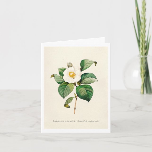 Greeting Cards - Japanese Camellia (Front)