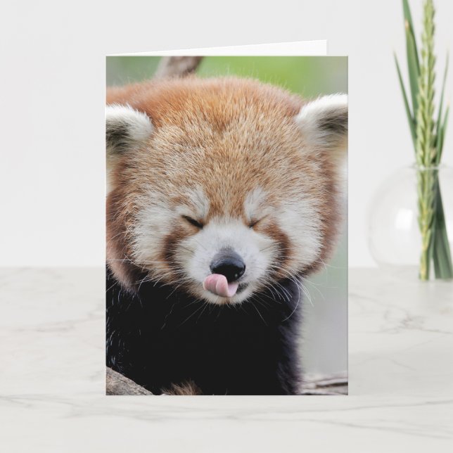 Greeting cards Photo red panda. Panda roux. (Front)