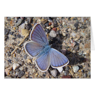 Greeting map Bläuling, in blank