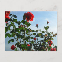 greetings birthday flat card