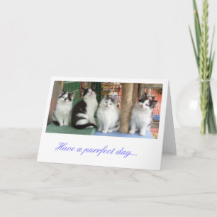 Greetings Card: Kitten Line Up Card