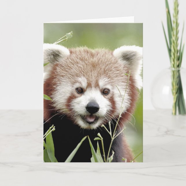 Greetings card Photo red panda , animals 0290. (Front)