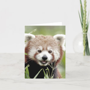 Greetings card Photo red panda , animals 0635.