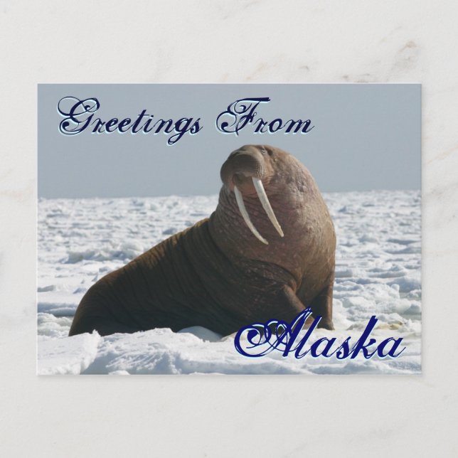 Greetings From Alaska Bull Walrus Post Card (Front)