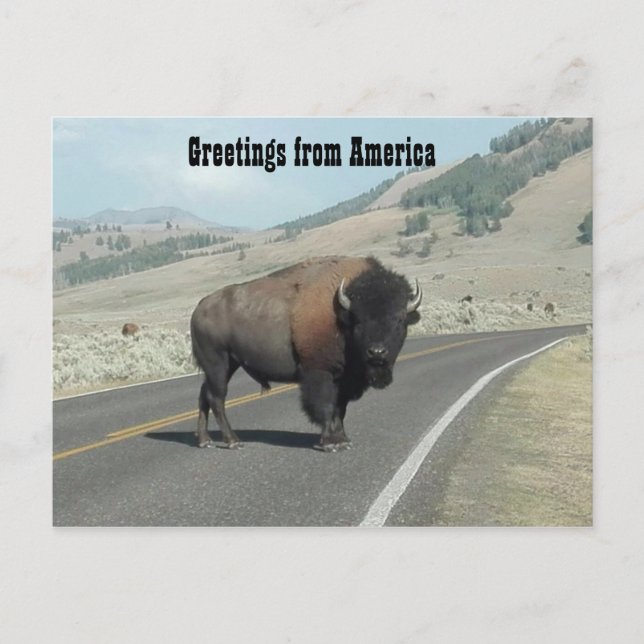 Greetings from America - Bison Postcard (Front)