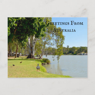 Greetings From Australia River Murray Ducks, Postcard