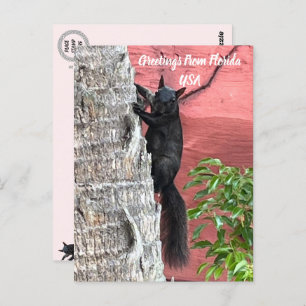 Greetings From ... Black Squirrel Postcard