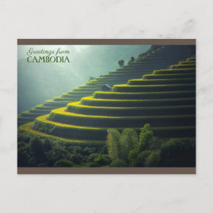 Greetings from - Cambodia - Rice field Postcard