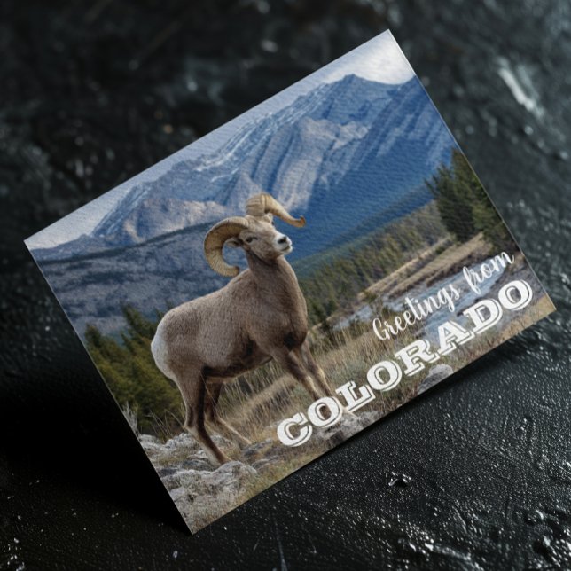 Greetings from Colorado Bighorn sheep Postcard (Creator Uploaded)