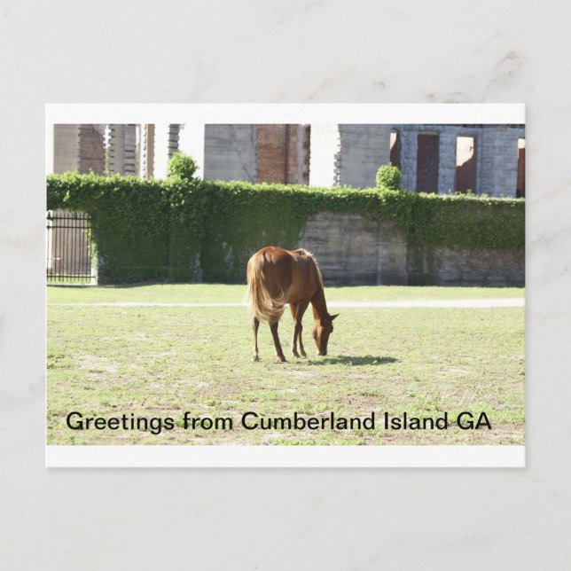 Greetings from Cumberland Island GA Postcard (Front)