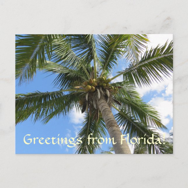 Greetings from FLorida / coconut palm tree Postcard (Front)