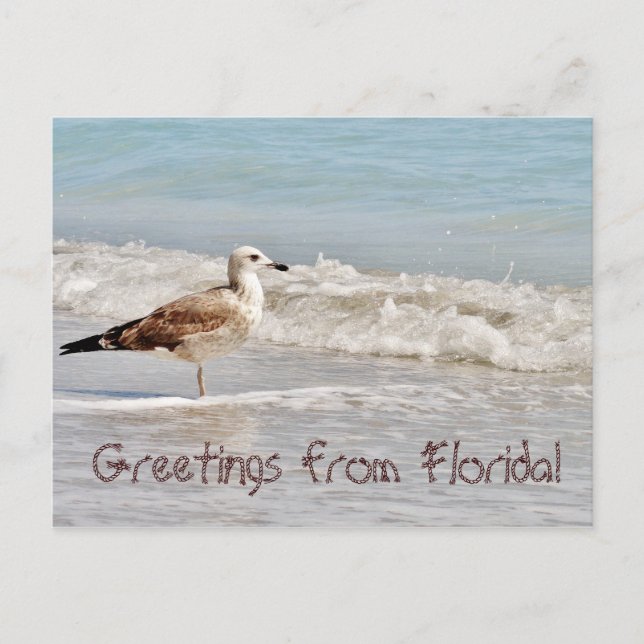 Greetings from Florida Miami seagull Postcard (Front)