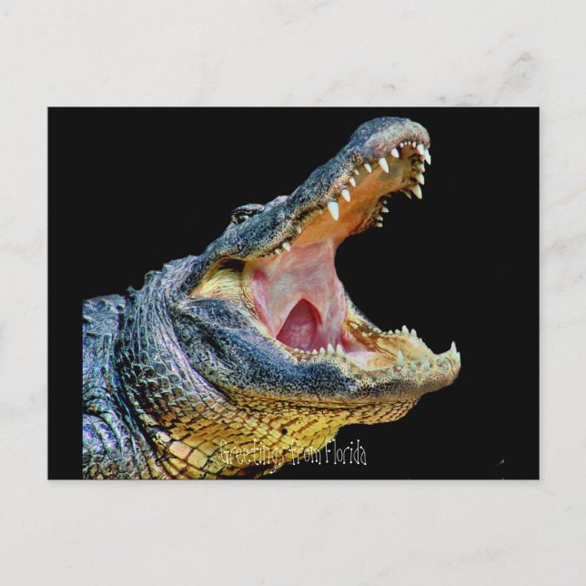 Greetings from Florida Postcard (Front)