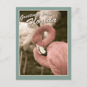 Greetings from Florida Postcard