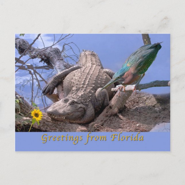 Greetings From Florida Postcard (Front)
