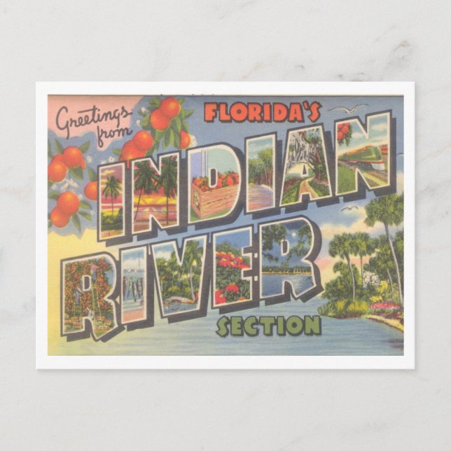 Greetings from Florida's Indian River Vintage Postcard (Front)
