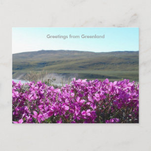 Greetings from Greenland 10 Postcard