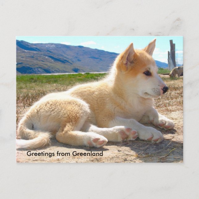 Greetings from Greenland 12 Postcard (Front)