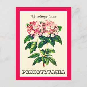 Greetings from Pennsylvania Mountain Laurel Postcard