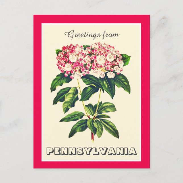 Greetings from Pennsylvania Mountain Laurel Postcard (Front)