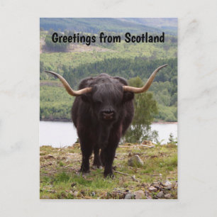 Greetings from Scotland: Black Highland cattle Postcard