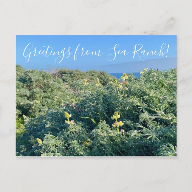 Greetings from Sea Ranch! Postcard (Front)