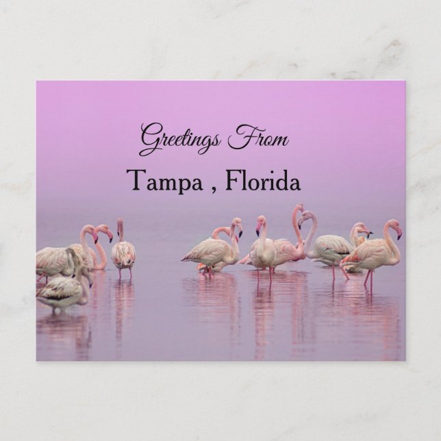 Greetings From Tampa ,Florida ,Flamingo Postcard (Front)