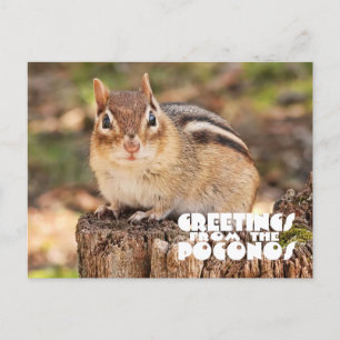 Greetings from the Poconos! Adorable Fat Chipmunk Postcard