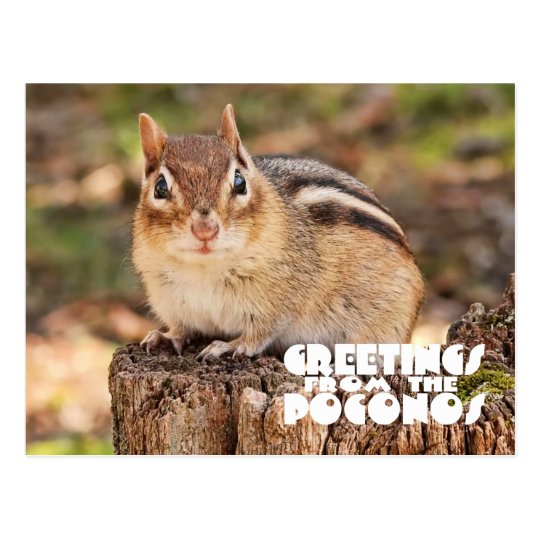 Greetings from the Poconos! Adorable Fat Chipmunk Postcard